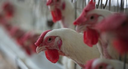 ¡Otra vez! China reporta un caso de gripe aviar H3N8 en humanos