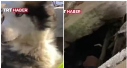 Rescatan al perrito Aleks; pasó 23 días bajos los escombros en Turquía