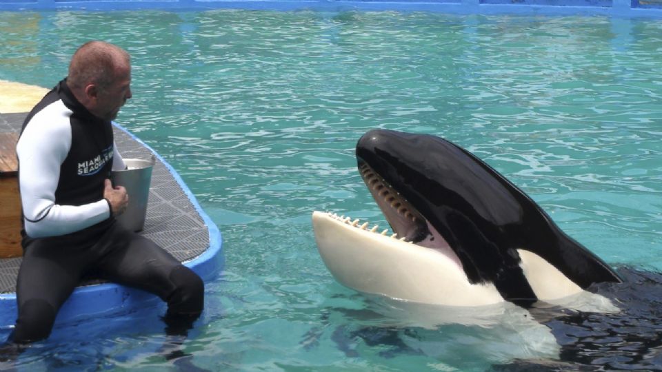 El cuidador Eric Eimstad mientras se comunica con la popular orca Lolita durante un espectáculo en el Miami Seaquarium.