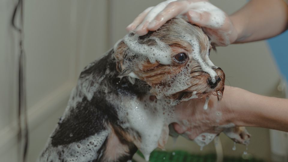 Los lomitos suelen ponerse locos en el baño.