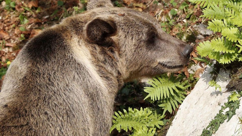 La población de osos en los Pirineos sigue creciendo