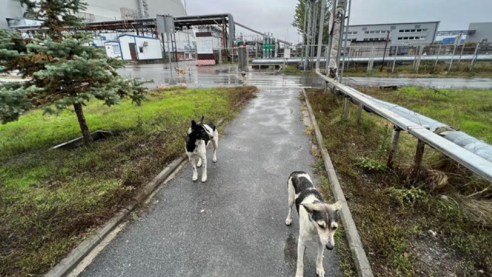 Perros de Chernóbil