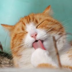 5 razas de gatos que son 'hipoalergénicos' si eres alérgico al pelo