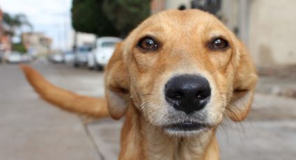 Más de 100 perritos muertos fueron encontrados en vivienda de Ciudad Juárez