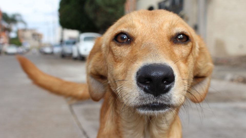 ¿Maltrato Animal en Cd Juárez?