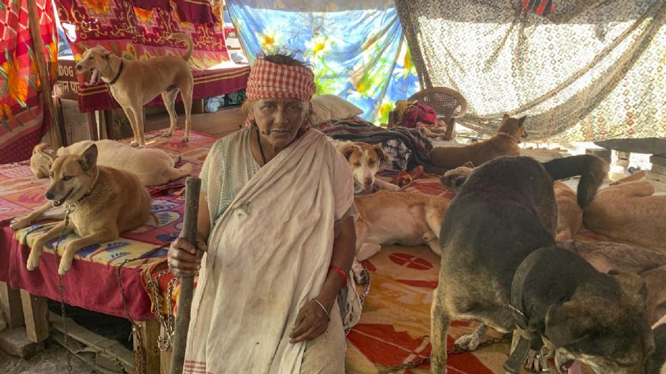 ¡Sorprendente! Una persona de la tercera edad controla 200 perros