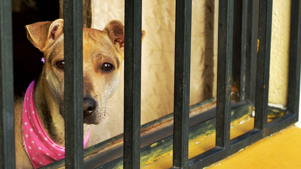 Mueren 3 perros y 2 gatos por comida envenenada.