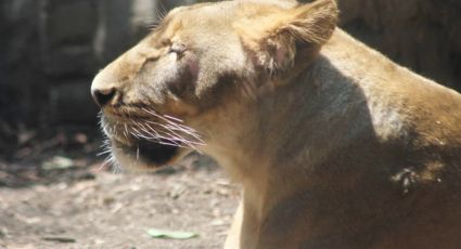 Alika: Así fue la transformación de leona rescatada de la fundación Black Jaguar-White Tiger | FOTOS