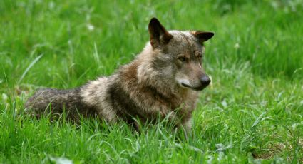 El lobo, lo que nadie te ha dicho sobre uno de los animales más respetados por el hombre