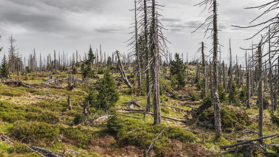 El informe presentado por el Centro Mexicano de Derecho Ambiental señala que Guerrero es la entidad con el mayor número de agresiones letales.