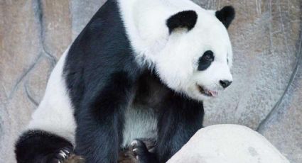 Tailandia se quedó sin pandas cedidos por China tras el fallecimiento de Lin Hui