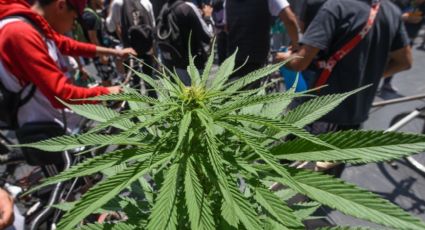 Día Mundial de la Marihuana: ¿Cómo va México en su legislación?