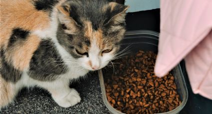 Croquetas para gatitos: Estas son las mejores para mininos menores de un año, según la Profeco