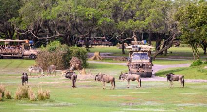 Animal Kingdom, uno de los parques de Disney, cumplirá 25 años ¡De fiesta!