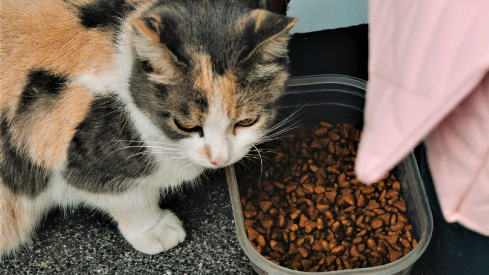 Alimento para gatos