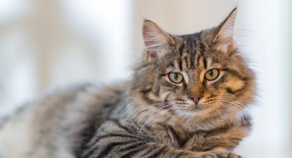 Profeco: 3 croquetas ideales para gatos con condiciones especiales