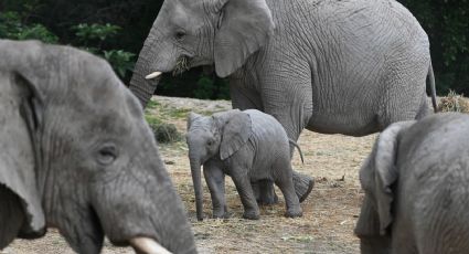 Así es como los elefantes asiáticos han perdido dos tercios de su hábitat en 300 años