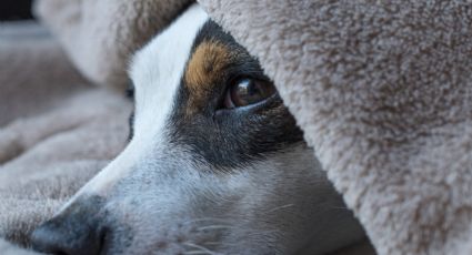 ¿Por qué tu lomito debe visitar al veterinario? Te damos 4 poderosas razones