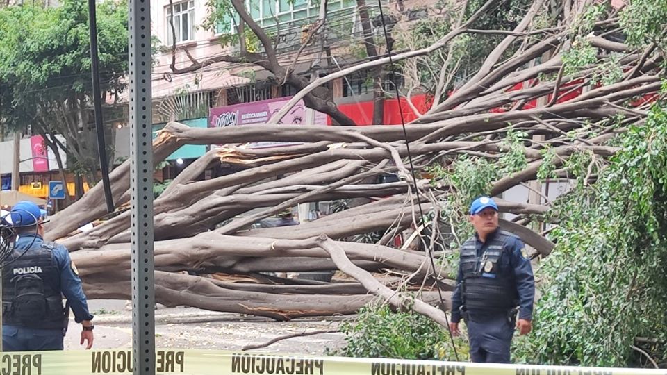 Fuertes vientos provocaron la caída de un árbol en Polanco