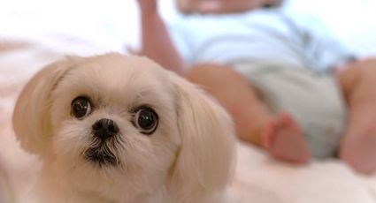 Perros y gatos: Así ayudan a combatir alergias a niños pequeños