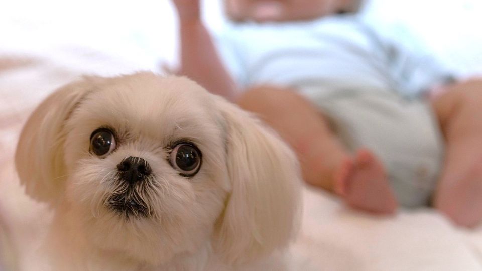 Un perrito es fotografiado mientras acompaña la siesta de un bebé.