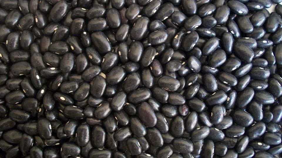 Frijoles negros; propiedades, origen y variedades.