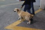 Perrita rescatada en Línea A del Metro regresa a su casa