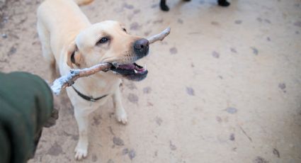 Perros: 4 consejos para educarlos con cariño