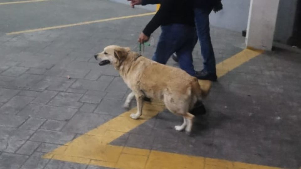 El Metro cuenta con un servicio de atención para los caninos.