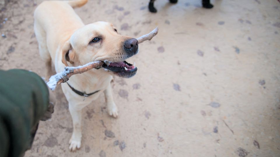 Hay que empezar a adiestrar a los perritos con la obediencia.