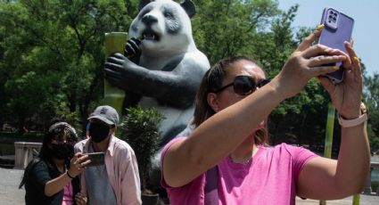 Xin Xin: Ella es la única oso panda en el mundo que no pertenece a China y vive en CDMX