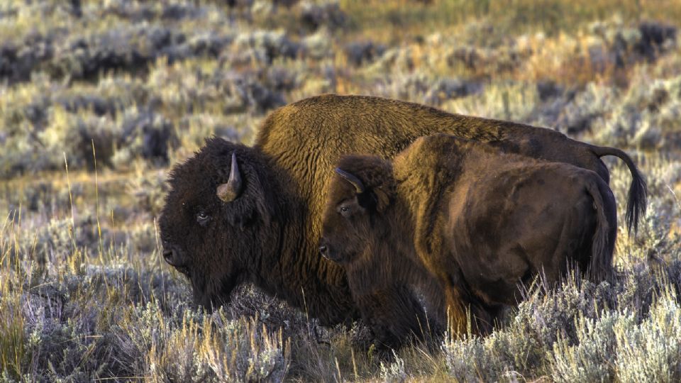 El bisonte americano es uno de los 240 mamíferos descifrados en el Proyecto Zoonomía.