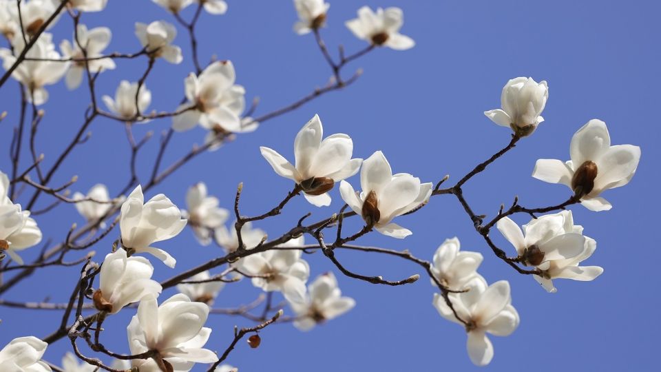 Imagen de Flor, Primavera y Flores de primavera.