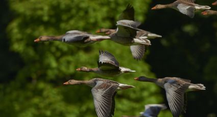 Día Mundial de las Aves Migratorias: Tan importante que se celebra dos veces al año