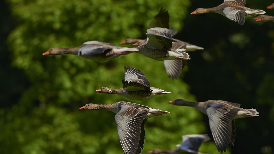 El futuro de las aves migratorias representa el futuro de la especie humana.