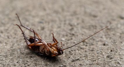 Así puedes eliminar a las cucarachas de tu casa con bicarbonato de sodio y azúcar