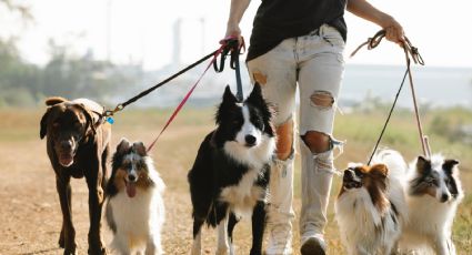 Perros en adopción en CDMX: así puedes encontrar a tu mejor amigo peludo
