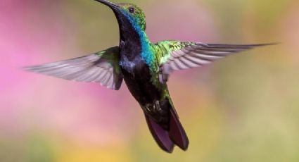 Los colibríes no son mascotas