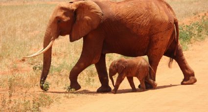 Científicos alertan de la ‘sexta extinción masiva’, ¿qué significa?