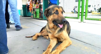 Policías rescatan y atienden a perrito con sarna; ahora es elemento de PBI