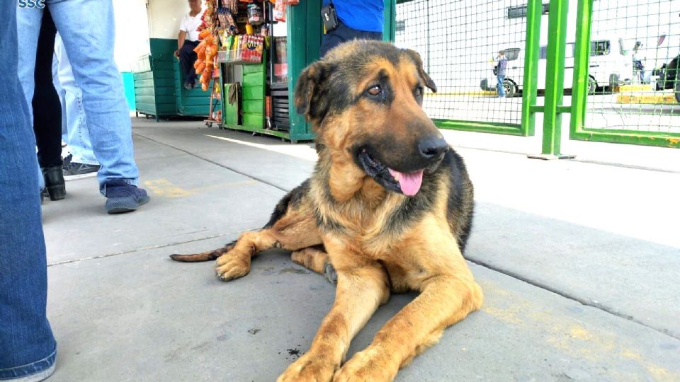 La SSC rescató a un perrito al que adoptaron.