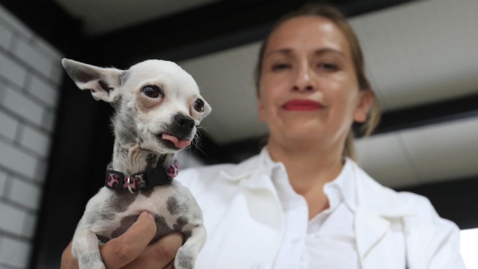 Hotel para perros y gatos abandonados en la Ciudad de México