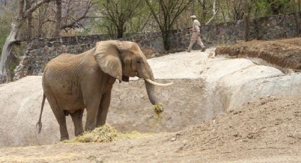 Preparan a ‘Gipsy’ para su traslado al zoológico de San Juan de Aragón