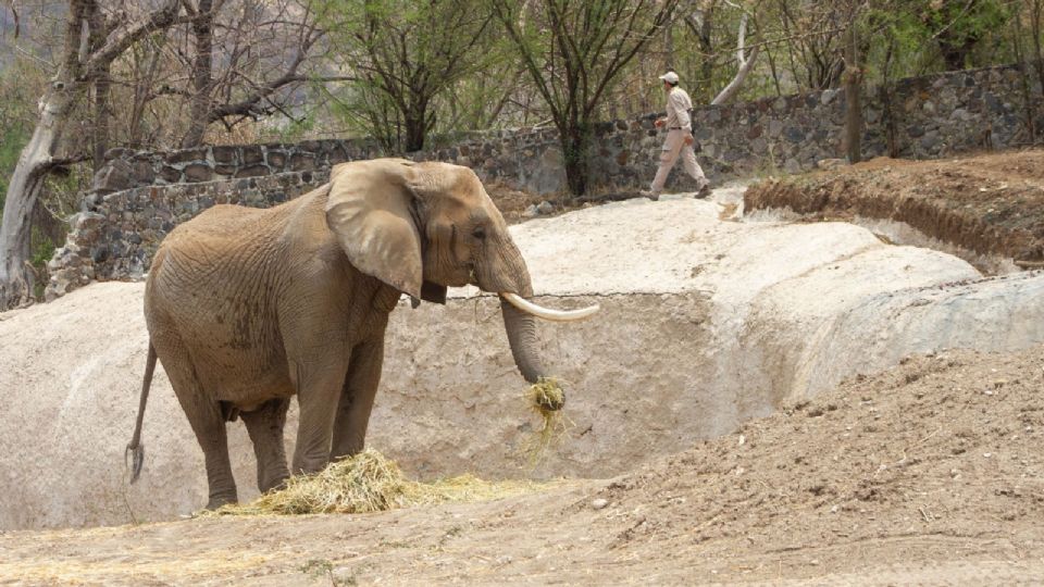 Prevén traslado de elefanta 'Gipsy', que hará compañía a 'Ely'.