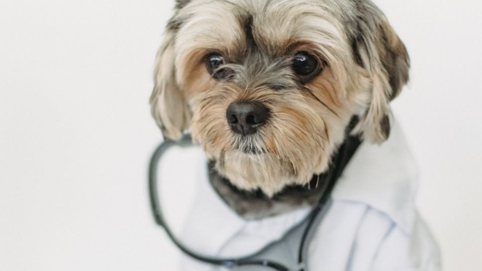 La torsión gástrica en perros se trata con cirugía.