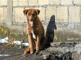 Otro caso de maltrato animal en Edomex; envenenan a 15 perros en Almoloya de Juárez