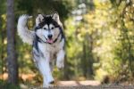 Alaska Malamute: lo que debes saber de estos perros antes de elegir uno