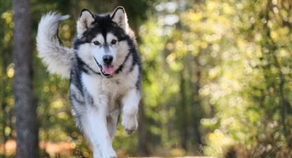 Alaska Malamute: lo que debes saber de estos perros antes de elegir uno