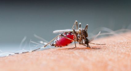 Mosquitos: Con esta trampa casera podrás terminar con estos insectos