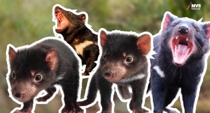 Demonios de Tasmania nacen en Australia tras desaparecer hace 3 mil años